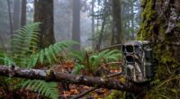 wildlife monitoring and observation