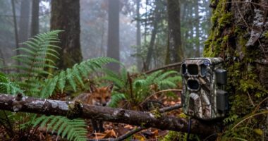 wildlife monitoring and observation