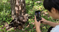 Big Bear eaglet falls from tree on livestream; status unknown