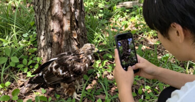 Big Bear eaglet falls from tree on livestream; status unknown