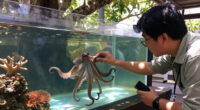 Octopus Intelligence May Be Related To Never-before-seen Mutation
