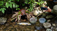 Artificial Beaver Dams Saw Juvenile Coho Salmon Survival Rates Go From 8% To 60%
