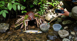 Artificial Beaver Dams Saw Juvenile Coho Salmon Survival Rates Go From 8% To 60%