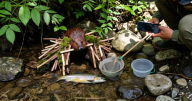 Artificial Beaver Dams Saw Juvenile Coho Salmon Survival Rates Go From 8% To 60%