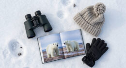 Polar Bears International Surges In Global Coverage