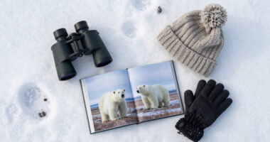 Polar Bears International Surges In Global Coverage